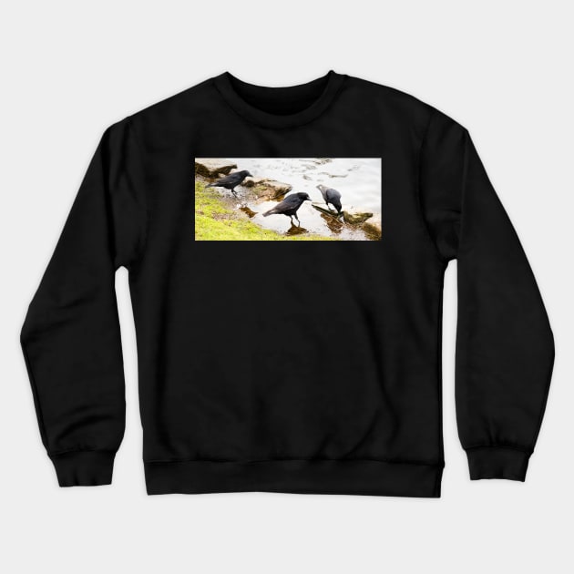 Black bird Crewneck Sweatshirt by jasminewang